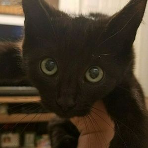 Meet your Posher, Bea